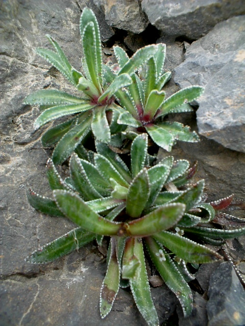 Saxifraga hostii subsp. rhaetica